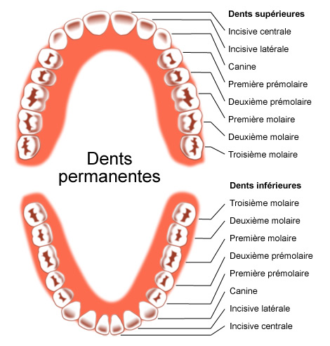 Dents permanentes